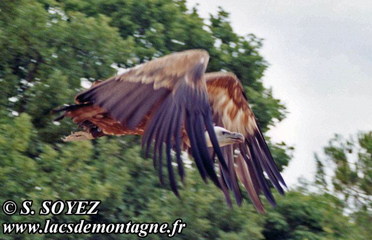 Vautour fauve (Gyps fulvus)
Cliché Serge SOYEZ
Copyright Reproduction interdite sans autorisation