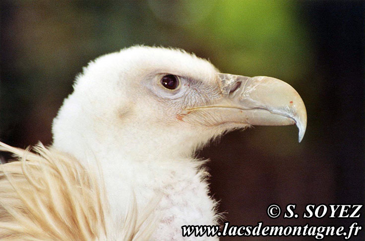 Photo n20040821
Vautour fauve (Gyps fulvus)
Clich Serge SOYEZ
Copyright Reproduction interdite sans autorisation