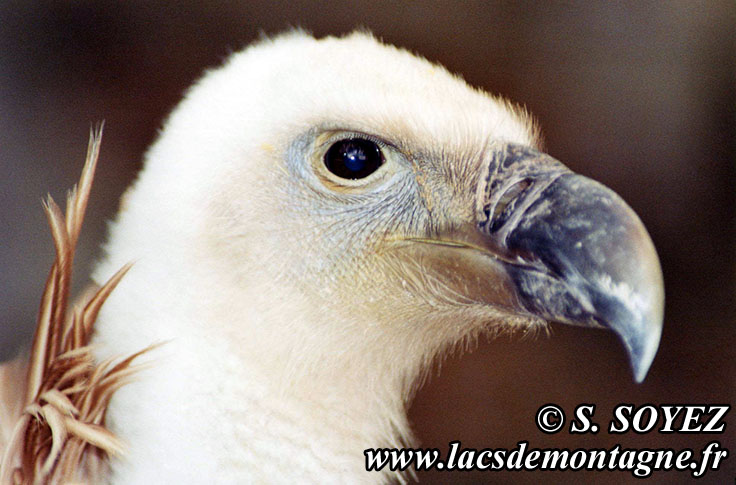 Photo n20040824
Vautour fauve (Gyps fulvus)
Clich Serge SOYEZ
Copyright Reproduction interdite sans autorisation