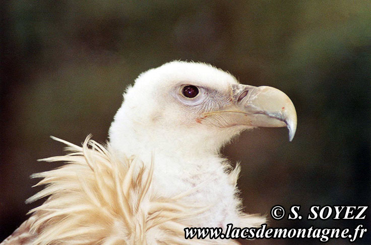 Photo n200408250
Vautour fauve (Gyps fulvus)
Clich Serge SOYEZ
Copyright Reproduction interdite sans autorisation