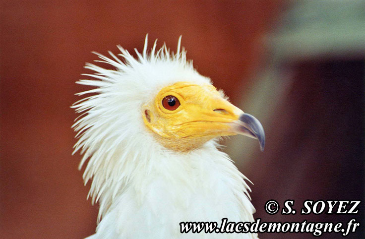 Photo n20040810
Vautour percnoptre (Neophron percnopterus)
Clich Serge SOYEZ
Copyright Reproduction interdite sans autorisation