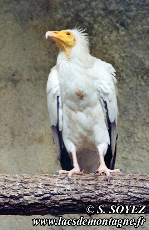 Vautour percnoptère (Neophron percnopterus)
Cliché Serge SOYEZ
Copyright Reproduction interdite sans autorisation