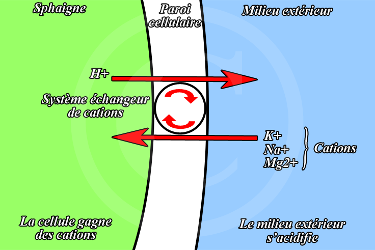 Systme changeur de cations chez les Sphaignes
Serge SOYEZ
Copyright Reproduction interdite sans autorisation