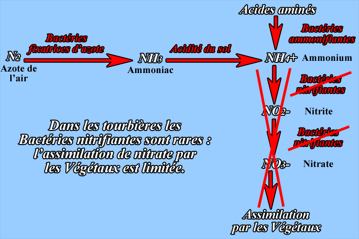 Les Bactries nitrifiantes sont rares dans les tourbires certains Vgtaux 
ont mis en place un autre moyen pour assimiler l'azote
Serge SOYEZ
Copyright Reproduction interdite sans autorisation