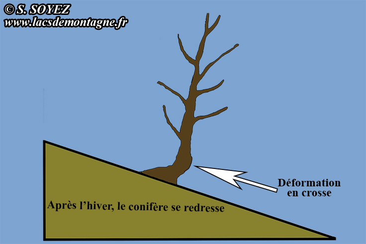 Dformation en crosse du tronc d'arbre adulte
Serge SOYEZ
Copyright Reproduction interdite sans autorisation