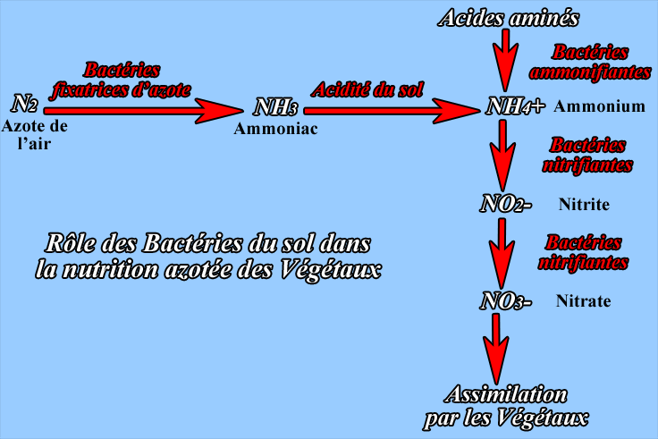 Les Bactries nitrifiantes sont rares dans les tourbires certains Vgtaux 
ont mis en place un autre moyen pour assimiler l'azote
Serge SOYEZ
Copyright Reproduction interdite sans autorisation