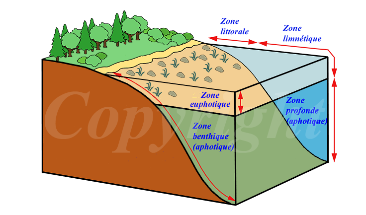 Zones d'un lac