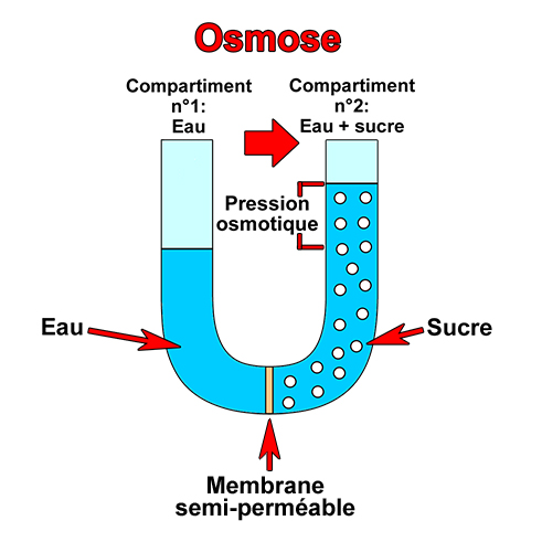 Phnomne d'osmose
Serge SOYEZ
Copyright Reproduction interdite sans autorisation