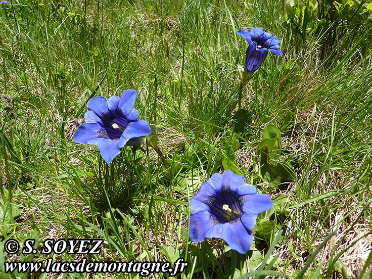 Photo nKoch
Gentiane de Koch (Gentiana kochiana ou Gentiana acaulis)
Clich Serge SOYEZ
Copyright Reproduction interdite sans autorisation