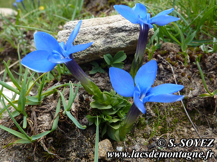 Photo nGentiane_printaniere1
Gentiane printanire (Gentiana verna)
Clich Serge SOYEZ
Copyright Reproduction interdite sans autorisation