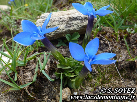 Gentiane printanire (Gentiana verna)
Clich Serge SOYEZ
Copyright Reproduction interdite sans autorisation