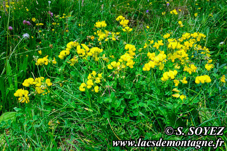 Photo n201807031
Lotier cornicul ou Pied de poule ou
Pois joli ou Sabot de la marie ou
Sabot du petit Jsus ou Trfle cornu ou
Cornette ou Fourcette ou Pantoufle ou
Pantoufle du petit Jsus ou Petit sabot
Lotus corniculatus
Clich Dominique SOYEZ
Copyright Reproduction interdite sans autorisation