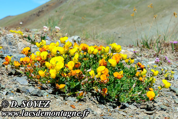 Photo n201807032
Lotier cornicul ou Pied de poule ou
Pois joli ou Sabot de la marie ou
Sabot du petit Jsus ou Trfle cornu ou
Cornette ou Fourcette ou Pantoufle ou
Pantoufle du petit Jsus ou Petit sabot
Lotus corniculatus
Clich Dominique SOYEZ
Copyright Reproduction interdite sans autorisation