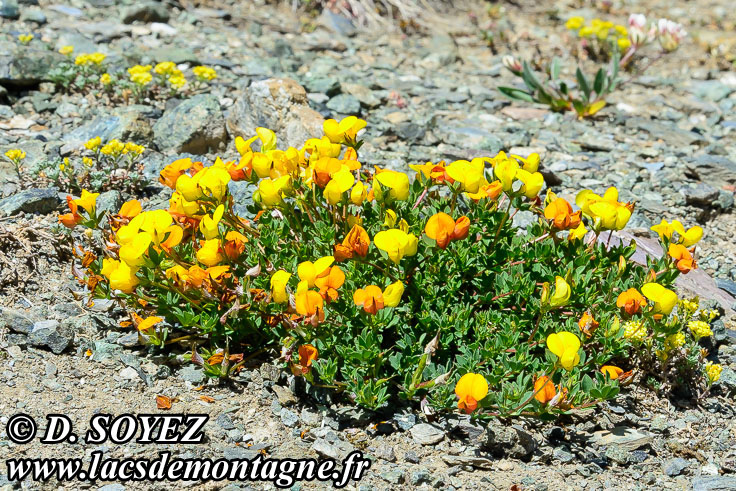 Photo n201807033
Lotier cornicul ou Pied de poule ou
Pois joli ou Sabot de la marie ou
Sabot du petit Jsus ou Trfle cornu ou
Cornette ou Fourcette ou Pantoufle ou
Pantoufle du petit Jsus ou Petit sabot
Lotus corniculatus
Clich Dominique SOYEZ
Copyright Reproduction interdite sans autorisation