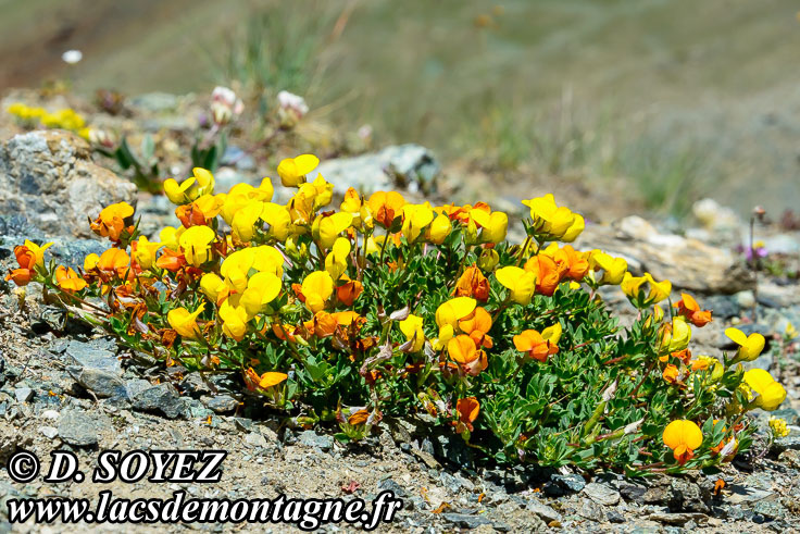 Photo n201807034
Lotier cornicul ou Pied de poule ou
Pois joli ou Sabot de la marie ou
Sabot du petit Jsus ou Trfle cornu ou
Cornette ou Fourcette ou Pantoufle ou
Pantoufle du petit Jsus ou Petit sabot
Lotus corniculatus
Clich Dominique SOYEZ
Copyright Reproduction interdite sans autorisation