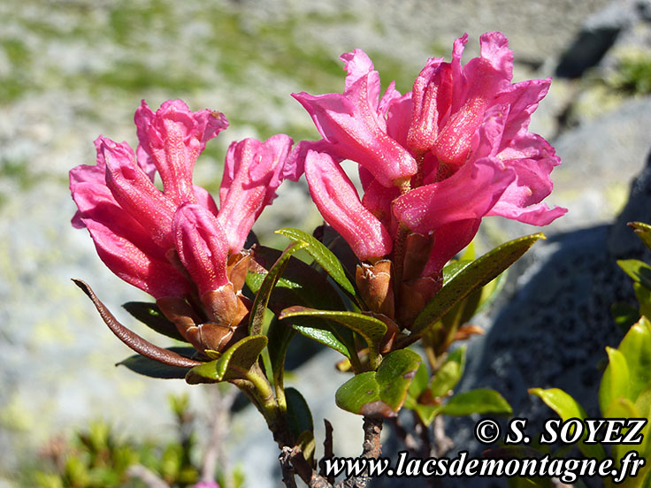 Photo nrhodo
Rhododendron ferrugineux (Rhododendron ferrugineum)
Clich Serge SOYEZ
Copyright Reproduction interdite sans autorisation