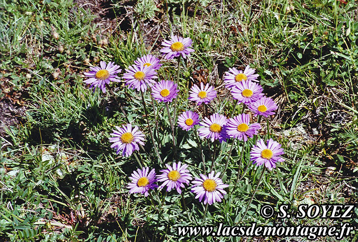 Aster des Alpes (Aster alpinus)
Clich Serge SOYEZ
Copyright Reproduction interdite sans autorisation