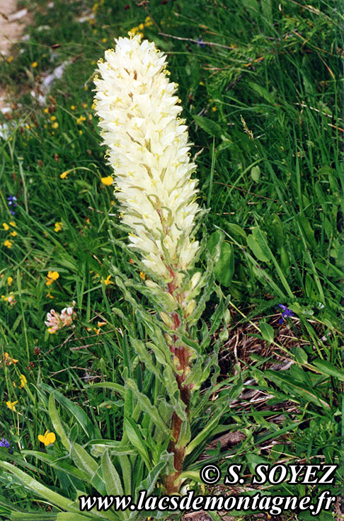 Campanule en thyrse (Campanula thyrsoides)
Clich Serge SOYEZ
Copyright Reproduction interdite sans autorisation