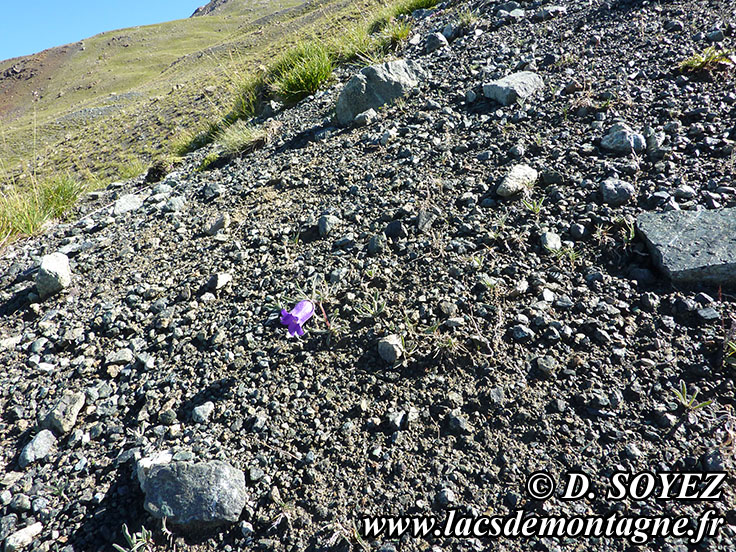 Photo n201408018
Campanule alpestre (Campanula alpestris)
Clich Dominique SOYEZ
Copyright Reproduction interdite sans autorisation