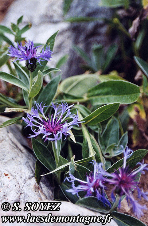 Centaure de montagne (Centaurea montana)
Clich Serge SOYEZ
Copyright Reproduction interdite sans autorisation