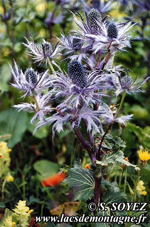 Chardon bleu des Alpes (Eryngium alpinum)
Cliché Serge SOYEZ
Copyright Reproduction interdite sans autorisation