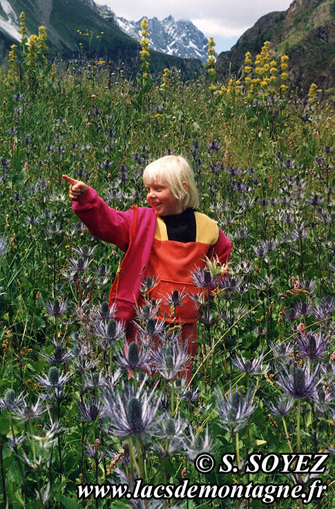 Photo n°chardonsbleus
Chardon bleu des Alpes (Eryngium alpinum)
Cliché Serge SOYEZ
Copyright Reproduction interdite sans autorisation