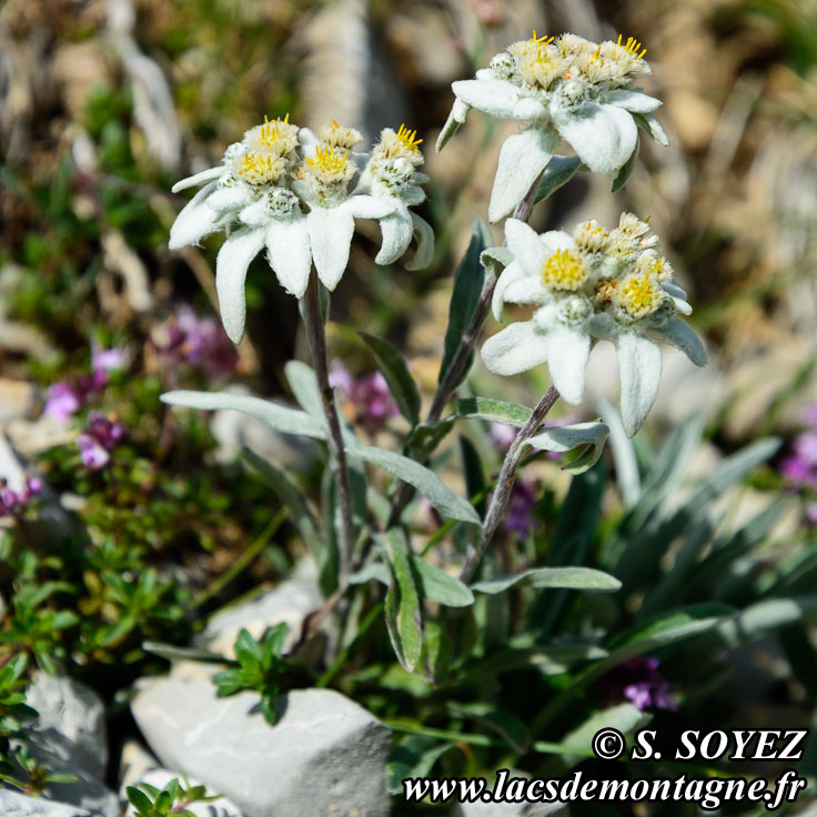 Biologie de l'Edelweiss (Leontopodium alpinum)