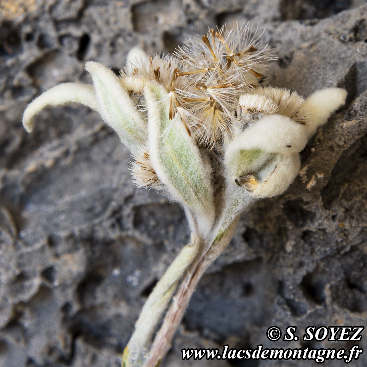 Photo n201907010
Edelweiss (Leontopodium alpinum)
Clich Serge SOYEZ
Copyright Reproduction interdite sans autorisation