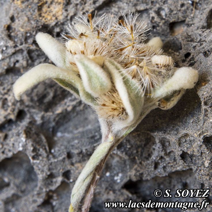 Photo n201907010
Edelweiss (Leontopodium alpinum)
Clich Serge SOYEZ
Copyright Reproduction interdite sans autorisation