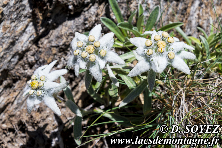 Photo n201907010
Edelweiss (Leontopodium alpinum)
Clich Dominique SOYEZ
Copyright Reproduction interdite sans autorisation