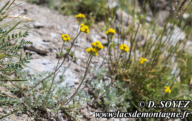 Photo n202307032
Gnpi des glaciers ou Armoise des glaciers (Artemisia glacialis)
Clich Dominique SOYEZ
Copyright Reproduction interdite sans autorisation