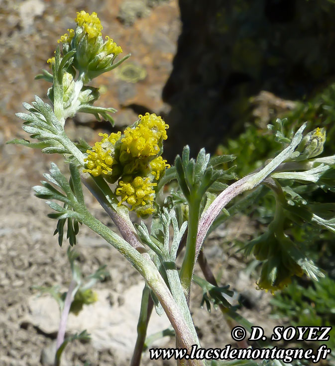 Photo n201407001
Gnpi jaune ou Gnpi blanc ou Armoise lche
(Artemisia mutellina ou Artemisia umbelliformis Lam., 1783)
Clich Dominique SOYEZ
Copyright Reproduction interdite sans autorisation