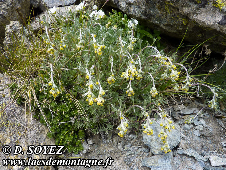 Photo n201407002
Gnpi jaune ou Gnpi blanc ou Armoise lche
(Artemisia mutellina ou Artemisia umbelliformis Lam., 1783)
Clich Dominique SOYEZ
Copyright Reproduction interdite sans autorisation