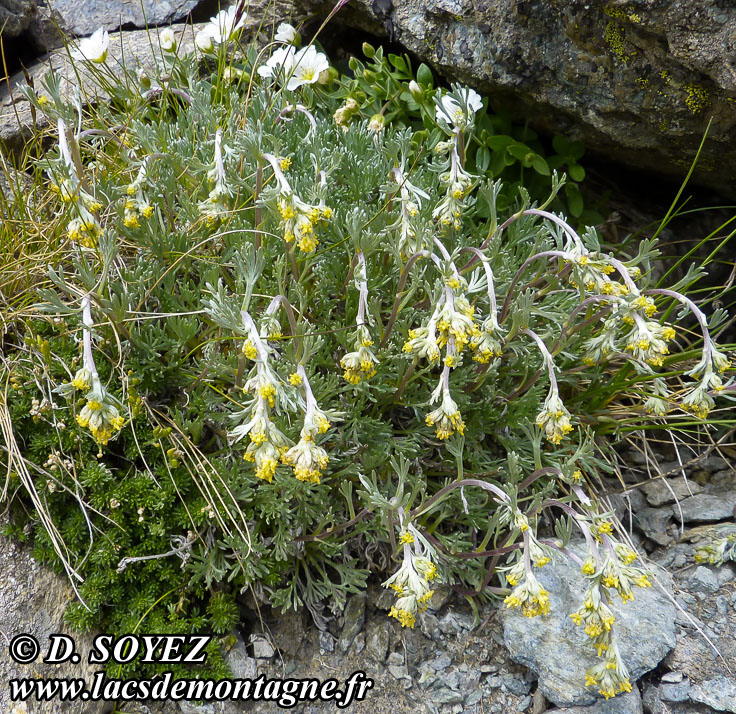 Photo n201407003
Gnpi jaune ou Gnpi blanc ou Armoise lche
(Artemisia mutellina ou Artemisia umbelliformis Lam., 1783)
Clich Dominique SOYEZ
Copyright Reproduction interdite sans autorisation