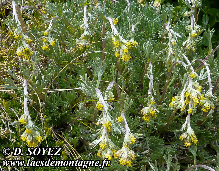 Photo n201407004
Gnpi jaune ou Gnpi blanc ou Armoise lche
(Artemisia mutellina ou Artemisia umbelliformis Lam., 1783)
Clich Dominique SOYEZ
Copyright Reproduction interdite sans autorisation