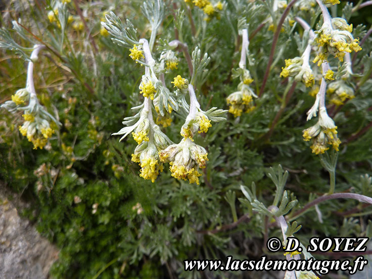 Photo n201407004_prime
Gnpi jaune ou Gnpi blanc ou Armoise lche
(Artemisia mutellina ou Artemisia umbelliformis Lam., 1783)
Clich Dominique SOYEZ
Copyright Reproduction interdite sans autorisation