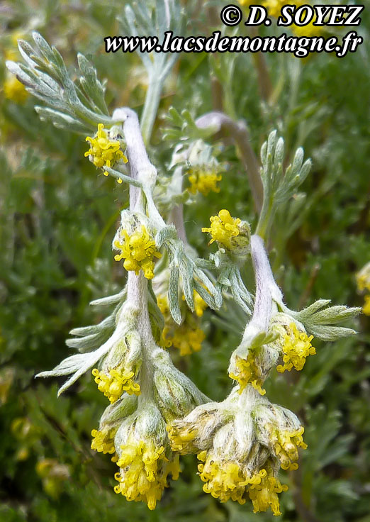 Photo n201407005
Gnpi jaune ou Gnpi blanc ou Armoise lche
(Artemisia mutellina ou Artemisia umbelliformis Lam., 1783)
Clich Dominique SOYEZ
Copyright Reproduction interdite sans autorisation