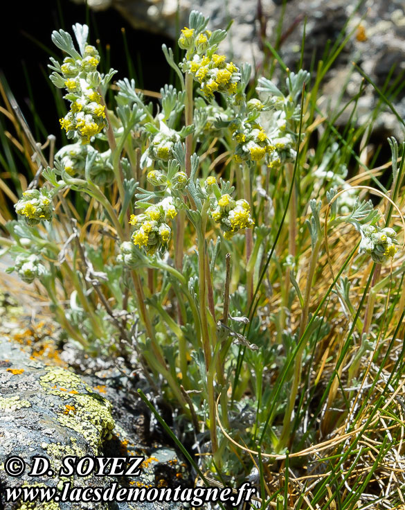 Photo n201407002
Gnpi jaune ou Gnpi blanc ou Armoise lche
(Artemisia mutellina ou Artemisia umbelliformis Lam., 1783)
Clich Dominique SOYEZ
Copyright Reproduction interdite sans autorisation