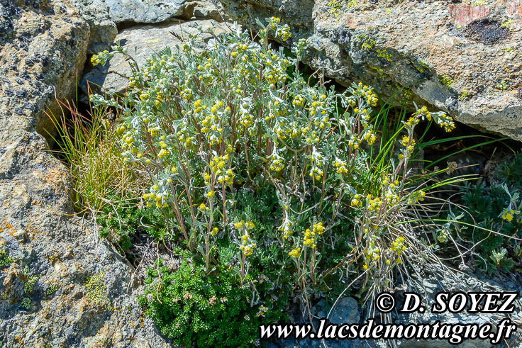 Photo n201807028
Gnpi jaune ou Gnpi blanc ou Armoise lche
(Artemisia mutellina ou Artemisia umbelliformis Lam., 1783)
Clich Dominique SOYEZ
Copyright Reproduction interdite sans autorisation