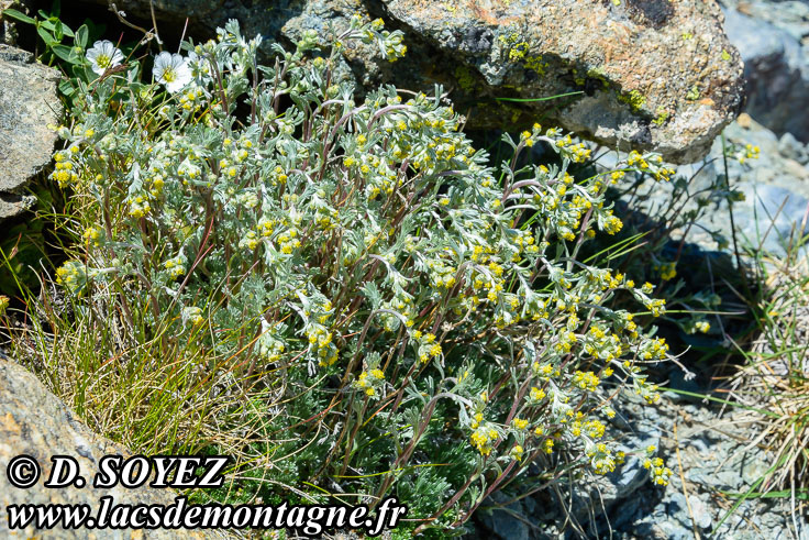 Photo n201807029
Gnpi jaune ou Gnpi blanc ou Armoise lche
(Artemisia mutellina ou Artemisia umbelliformis Lam., 1783)
Clich Dominique SOYEZ
Copyright Reproduction interdite sans autorisation