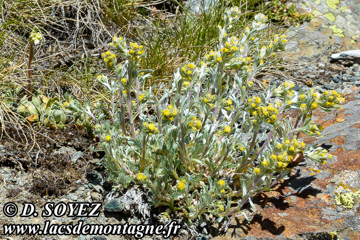 Photo n201807030
Gnpi jaune ou Gnpi blanc ou Armoise lche
(Artemisia mutellina ou Artemisia umbelliformis Lam., 1783)
Clich Dominique SOYEZ
Copyright Reproduction interdite sans autorisation