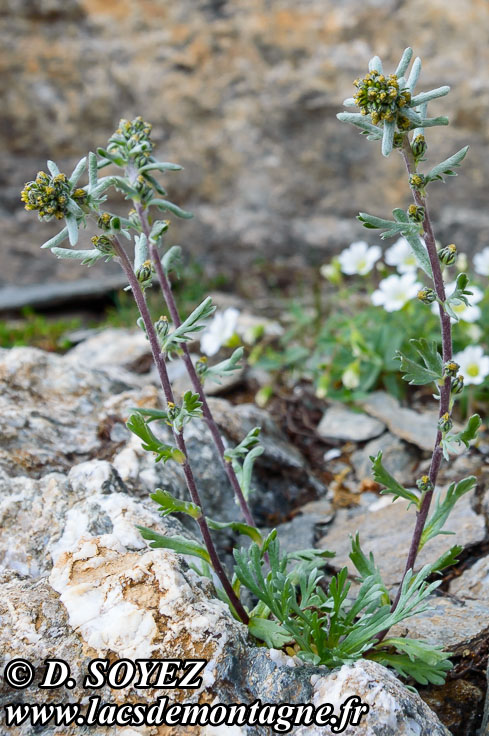 Photo n201507025
Armoise gnpi ou Gnpi noir ou vrai Gnpi (Artemisia genepi)
Clich Dominique SOYEZ
Copyright Reproduction interdite sans autorisation