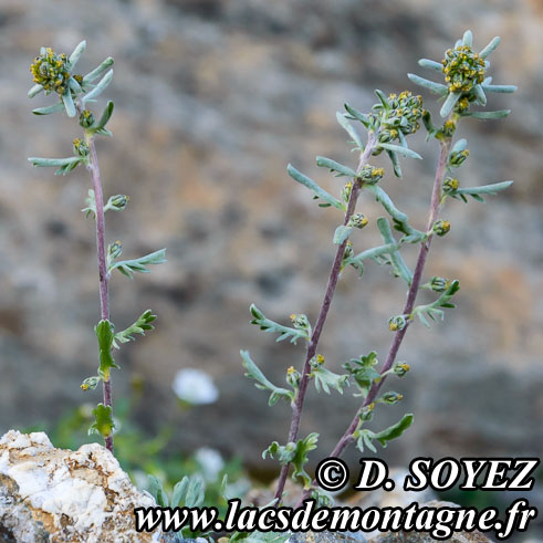 Photo n201507027
Armoise gnpi ou Gnpi noir ou vrai Gnpi (Artemisia genepi)
Clich Dominique SOYEZ
Copyright Reproduction interdite sans autorisation