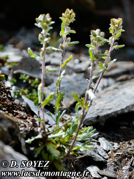 Photo n201507031
Armoise gnpi ou Gnpi noir ou vrai Gnpi (Artemisia genepi)
Clich Dominique SOYEZ
Copyright Reproduction interdite sans autorisation