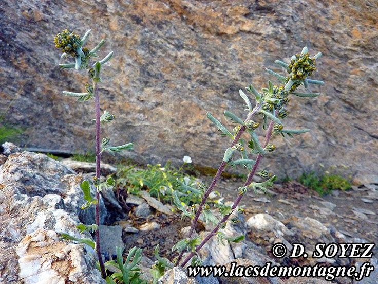 Photo n201507034
Armoise gnpi ou Gnpi noir ou vrai Gnpi (Artemisia genepi)
Clich Dominique SOYEZ
Copyright Reproduction interdite sans autorisation