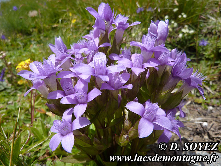 Photo n201407006
Gentiane champtre (Gentianella campestris)
Clich Dominique SOYEZ
Copyright Reproduction interdite sans autorisation