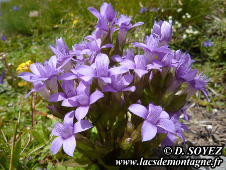 Gentiane champtre (Gentianella campestris)
Clich Dominique SOYEZ
Copyright Reproduction interdite sans autorisation