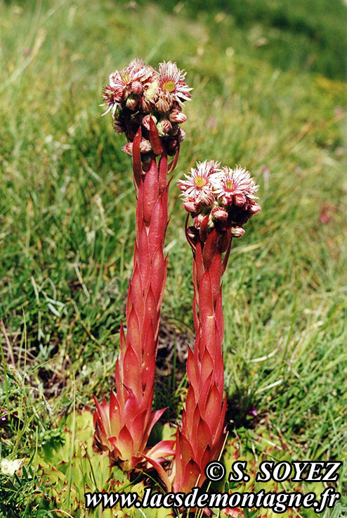 Photo n19940701
Joubarbe des toits (Sempervivum tectorum)
Clich Serge SOYEZ
Copyright Reproduction interdite sans autorisation