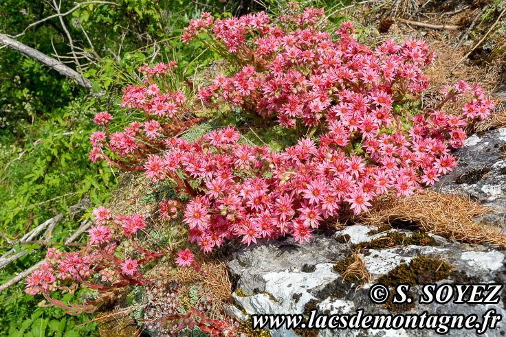 Photo n202007033
Joubarbe toile d'araigne (Sempervivum arachnoideum)
Clich Serge SOYEZ
Copyright Reproduction interdite sans autorisation