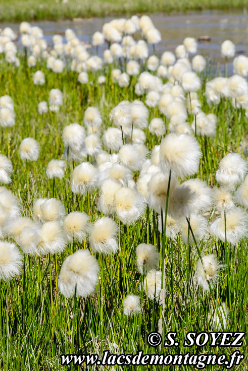 Linaigrette de Scheuchzer (Eriophorum scheuchzeri Hoppe, 1800)
Clich Serge SOYEZ
Copyright Reproduction interdite sans autorisation